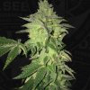 T.H.Seeds™ Cannabis Seeds Shiloh Z, 5+1 Pack, feminizované T.H.Seeds™ Cannabis Seeds Shiloh Z, 5+1 Pack, feminizované