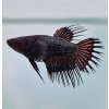 Betta splendens Betta splendens