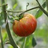 BIO Paradajka Tigerella - Solanum lycopersicum - semená paradajok - 6 ks BIO Paradajka Tigerella - Solanum lycopersicum - semená paradajok - 6 ks