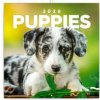 Štěňata 2026 - nástěnný kalendář Štěňata 2026 - nástěnný kalendář