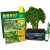 Bonsai stredný rovný kapustový variant D Bonsai stredný rovný kapustový variant D