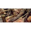 Diversa 3D pozadie Koreň 80 x 40 cm