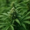 Propaganja Seeds Kookie G-moji semienka neobsahujú THC 5 ks