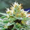 Vision Seeds - Amnesia x Buddha Kush 10 ks - Semená neobsahujú THC Vision Seeds - Amnesia x Buddha Kush 10 ks - Semená neobsahujú THC