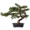 Bonsaj Cedr v miske, 40cm (umelá bonsai) Bonsaj Cedr v miske, 40cm (umelá bonsai)