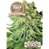 FAIR SEEDS Northern Light AUTO semena neobsahují THC 3 ks