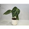 Anthurium Crystallinum Konkrétna rastlina: Rastlina 1 Anthurium Crystallinum Konkrétna rastlina: Rastlina 1
