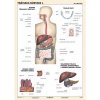 A4 karta - Tráviaca sústava I. A4 karta - Tráviaca sústava I.