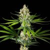 Kannabia Seeds - Oreoz USA 3 ks - Semená neobsahujú THC Kannabia Seeds - Oreoz USA 3 ks - Semená neobsahujú THC