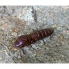 FISHUP Pupa 1,2 FISHUP Pupa 1,2