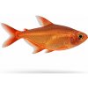 Aquascaperi Tetra ohnivá - Hyphessobrycon amandae Aquascaperi Tetra ohnivá - Hyphessobrycon amandae