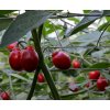 Chilli Mini Rocoto Red (semená) Chilli Mini Rocoto Red (semená)