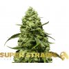 Super Strains - Turing Auto 5 ks - Semená neobsahujú THC. Super Strains - Turing Auto 5 ks - Semená neobsahujú THC.