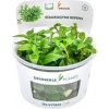 Dennerle Plants Staurogyne repens CUP - 1 ks Dennerle Plants Staurogyne repens CUP - 1 ks