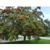 Jarabina vtáčia 160-200cm - Sorbus aucuparia, kont. 15 l Jarabina vtáčia 160-200cm - Sorbus aucuparia, kont. 15 l