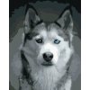 ZUTY Maľovanie podľa čísel HLAVA HUSKYHO Rámovanie bez rámu a bez vypnutia plátna Rozmer 80 x 100 cm