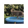 Nobby Bazén pre psov 2v1 M 120x30cm + DOPRAVA ZDARMA Nobby Bazén pre psov 2v1 M 120x30cm + DOPRAVA ZDARMA