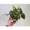 Philodendron Micans Philodendron Micans