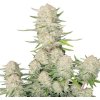 Fastbuds - Apricot Auto 100 ks - Semená neobsahujú THC Fastbuds - Apricot Auto 100 ks - Semená neobsahujú THC