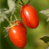 Paradajka kríčková Roma - Solanum lycopersicum - Semená rajčiaku - 35 ks Paradajka kríčková Roma - Solanum lycopersicum - Semená rajčiaku - 35 ks