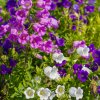 Zvonček prostredný plnokvetý - Campanula medium - semená zvončeka - 400 ks Zvonček prostredný plnokvetý - Campanula medium - semená zvončeka - 400 ks