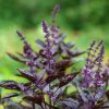 BIO Bazalka pravá červená - Ocimum basilicum - semená bazalky - 100 ks BIO Bazalka pravá červená - Ocimum basilicum - semená bazalky - 100 ks