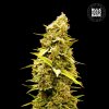 Bulk Seed Bank - Banana Monkey 500 ks - Semená neobsahujú THC Bulk Seed Bank - Banana Monkey 500 ks - Semená neobsahujú THC