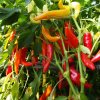 Paprika kozí roh Harriet - Capsicum annuum - semená chilli - 45 ks Paprika kozí roh Harriet - Capsicum annuum - semená chilli - 45 ks