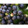 Čučoriedka úzkolistá Berry Bux, výška 10-20 cm, kvetináč 10,5 cm Čučoriedka úzkolistá Berry Bux, výška 10-20 cm, kvetináč 10,5 cm