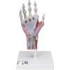 Model kostry ruky s väzmi a svalmi (Anatomické modely) Model kostry ruky s väzmi a svalmi (Anatomické modely)