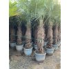 Trachycarpus fortunei Premium s výškou kmeňa 120-140 cm Trachycarpus fortunei Premium s výškou kmeňa 120-140 cm