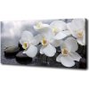 Foto obraz na plátne Orchidea 100x50 cm Foto obraz na plátne Orchidea 100x50 cm
