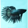 Betta splendens Betta splendens