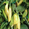 BIO Chilli Lemon Drop - Capsicum baccatum - semená chilli - 7 ks BIO Chilli Lemon Drop - Capsicum baccatum - semená chilli - 7 ks