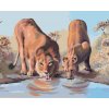 ZUTY Maľovanie podľa čísel - MLADÝ LEV A LEVICA PRI NAPÁJADLE (D. RUSTY RUST) Rámovanie: bez rámu a bez vypnutia plátna, Rozmer: 80x100 cm ZUTY Maľovanie podľa čísel - MLADÝ LEV A LEVICA PRI NAPÁJADLE (D. RUSTY RUST) Rámovanie: bez rámu a bez vypnutia plátna, Rozmer: 80x100 cm