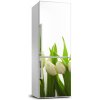 Fototapeta nálepka na chladničku Tulipány 60x180 cm Fototapeta nálepka na chladničku Tulipány 60x180 cm