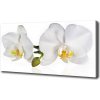 Foto obraz na plátne Orchidea 100x50 cm Foto obraz na plátne Orchidea 100x50 cm