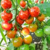 BIO Paradajka koktailová Primavera - Solanum lycopersicum - predaj bio semien - 7 ks BIO Paradajka koktailová Primavera - Solanum lycopersicum - predaj bio semien - 7 ks