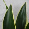 Sansevieria svokrine jazyky Trifasciata Hahnii Black Gold Sansevieria svokrine jazyky Trifasciata Hahnii Black Gold