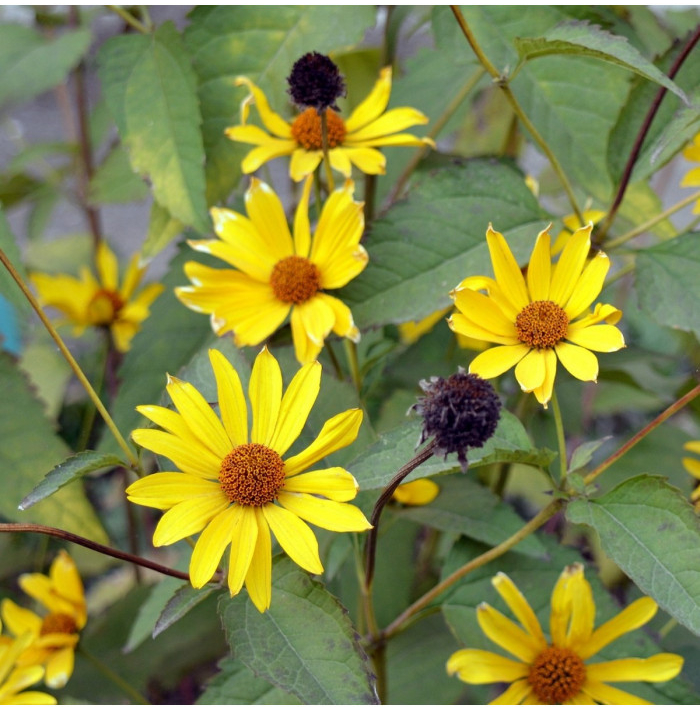 Slnečnica hľuznatá - Helianthus tuberosus - voľnokorenné sadeničky slnečnice - 1 ks