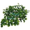 Lucky Reptile Turtle Plants Bacopa 40 cm