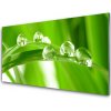 Nástenný panel Listy príroda rastlina 100x50 cm Nástenný panel Listy príroda rastlina 100x50 cm