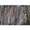 DIMEX | Vliesové fototapety na stenu Dubová kôra MS-5-2346 | 375 x 250 cm | zelená, oranžová, hnedá + Vliesová fototapeta na stenu DIMEX Dubová kôra MS52346 v rozmere 375 x 250 cm DIMEX | Vliesové fototapety na stenu Dubová kôra MS-5-2346 | 375 x 250 cm | zelená, oranžová, hnedá + Vliesová fototapeta na stenu DIMEX Dubová kôra MS52346 v rozmere 375 x 250 cm