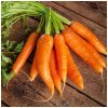 BIO Mrkva Robila - Daucus carota - bio semená mrkvy - 200 ks BIO Mrkva Robila - Daucus carota - bio semená mrkvy - 200 ks
