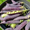 Hrach dreňový Desiree - Pisum sativum - predaj semien hrachu - 40 ks Hrach dreňový Desiree - Pisum sativum - predaj semien hrachu - 40 ks