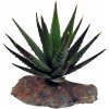Lucky Reptile-Sukulenty Tiger Aloe, cca 8 cm Lucky Reptile-Sukulenty Tiger Aloe, cca 8 cm