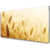 Sklenený obklad Do kuchyne Pšenica rastlina príroda 100x50 cm Sklenený obklad Do kuchyne Pšenica rastlina príroda 100x50 cm