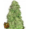 Fast Buds Cannabis Seeds CBD 20:1 Auto 5 ks Fast Buds Cannabis Seeds CBD 20:1 Auto 5 ks