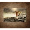 Obraz - Odpočívajúci leopard 90x60cm Obraz - Odpočívajúci leopard 90x60cm