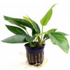 Anubias sp. nangi Anubias sp. nangi